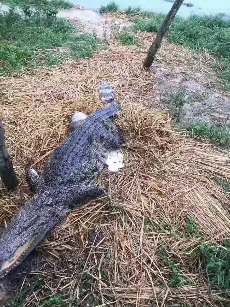 鳄鱼孵化